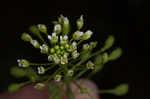 Roadside pennycress 